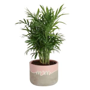 Neanthebella Palm Indoor Plant in 6 in. 2-Tone Decor Planter, Average Shipping Height 1-2 ft. Tall