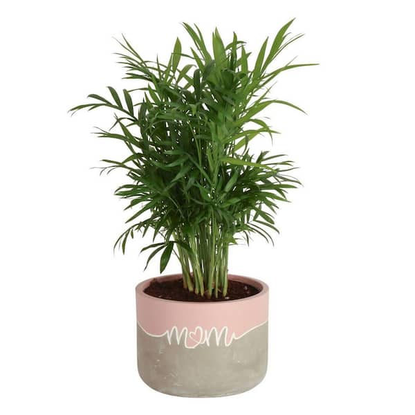 Costa Farms Neanthebella Palm Indoor Plant in 6 in. 2-Tone Decor Planter, Average Shipping Height 1-2 ft. Tall