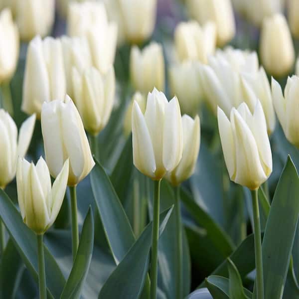 Garden State Bulb 12/ Plus cm, Fosteriana White Emperor Tulip Flower Bulbs (Bag of 50)