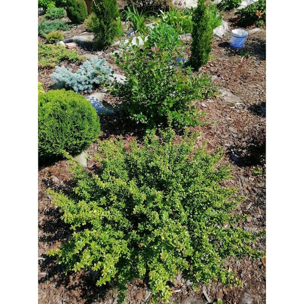 3 Gal. Compacta Japanese Holly (Ilex Crenata) Live Evergreen Shrub