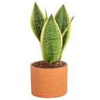 Grower's Choice Sansevieria Indoor Snake Plant in 4 in. Ceramic Pot and Stand, Avg. Shipping Height 8 in. Tall