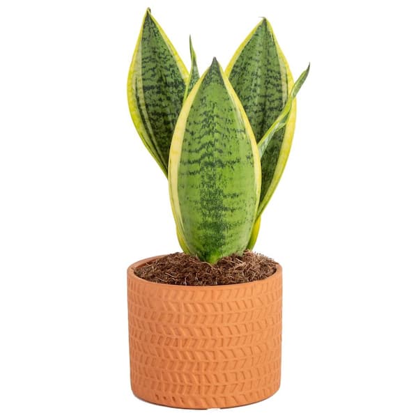 Costa Farms Grower's Choice Sansevieria Indoor Snake Plant in 4 in. Ceramic Pot and Stand, Avg. Shipping Height 8 in. Tall