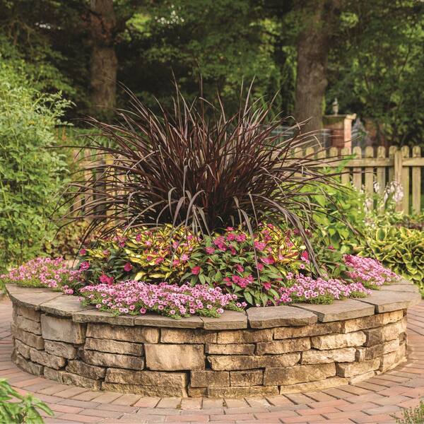 Proven Winners 7 in. Royale Proven Selections SunPatiens Compact