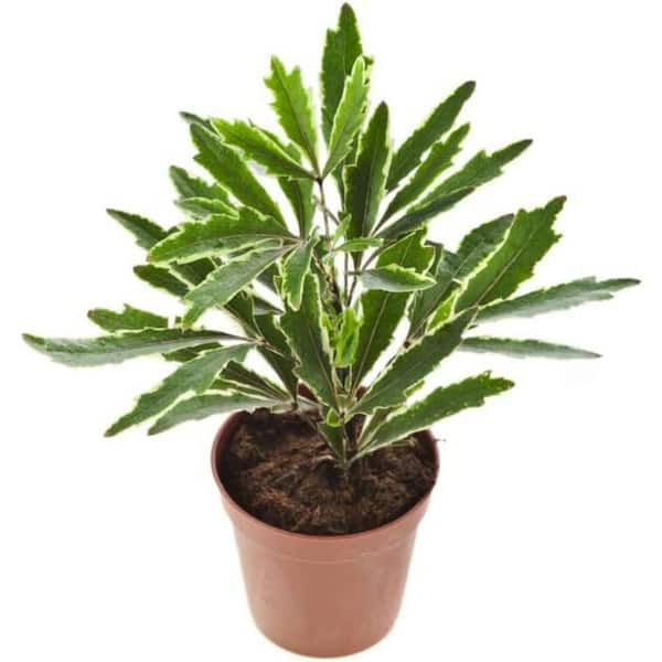 Wekiva Foliage Aralia Bianca-Live Starter Plant in a 2 Inch Pot-Dizygotheca Elegantissima-Variagated Fast Growing Hardy Evergreen
