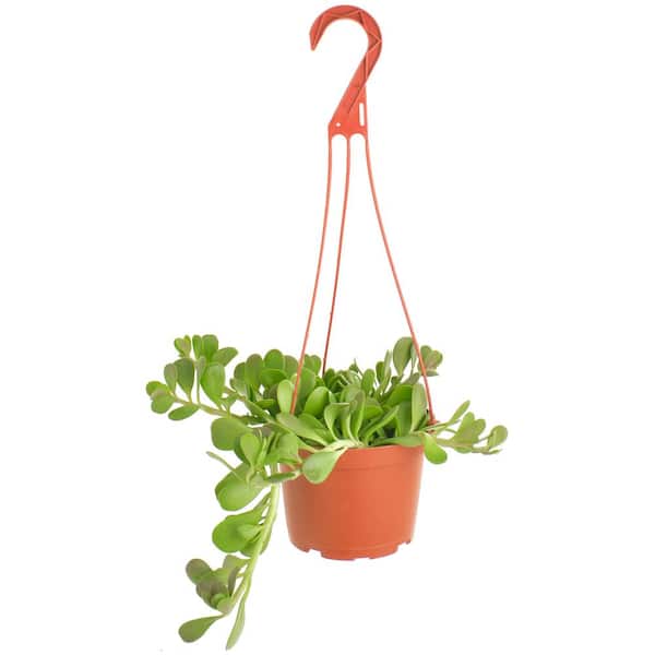 Shop Succulents Trailing Jade Succulent Plant, Senecio Jacobsenii, Fully Rooted Live 6 in. Succulent Plant with Hanger