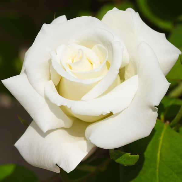 VAN ZYVERDEN Roses - White Magic (1 Root Stock)
