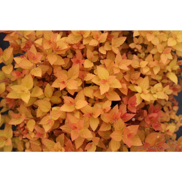 4.5 in. Qt. Double Play Candy Corn Spirea (Spiraea), Live Shrub, Purple Flowers and Orange, Red, and Yellow Foliage