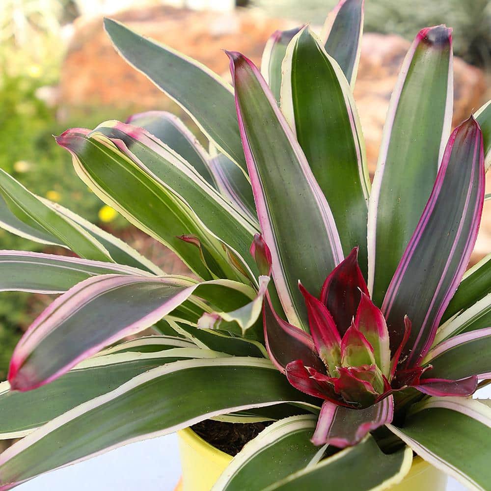 Neoregelia Raphael Variegated Green and Purple Bromeliad in Yellow Planter