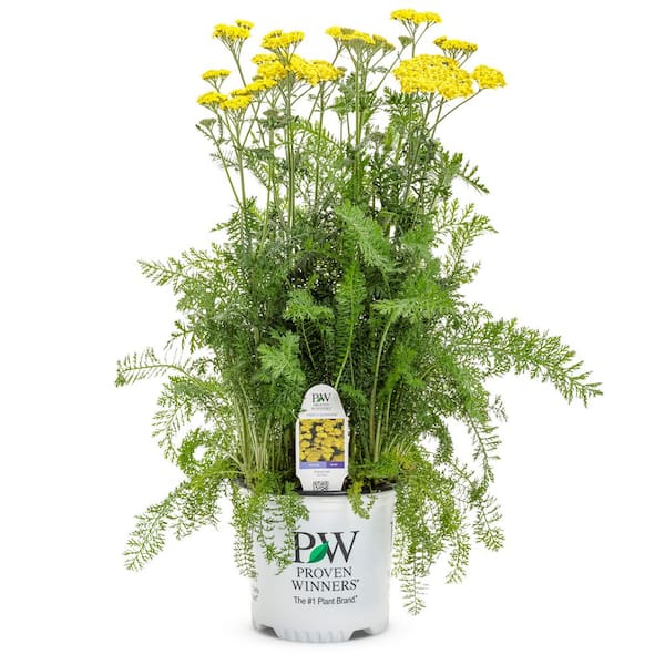 PROVEN WINNERS 1 Gal. Firefly Sunshine Yarrow (Achillea) Live Plant, Yellow Flowers