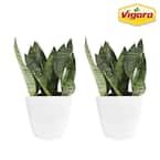 Grower's Choice Sansevieria Indoor Snake Plant in 6 in. White Ribbed Décor Pot, Avg Shipping Height 1-2 ft. (2-Pack)