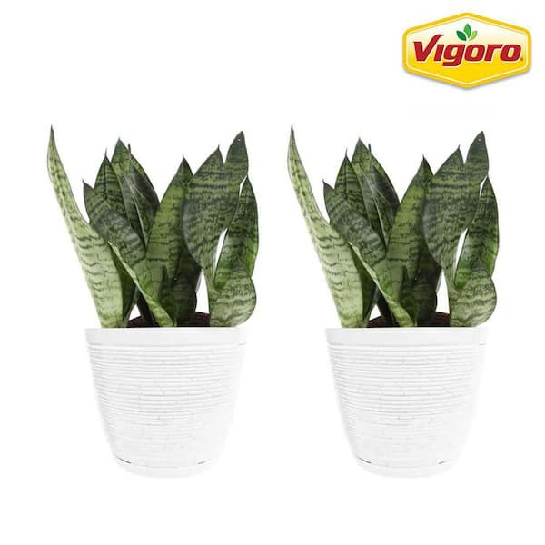 Snake Plant - Artificial Plants - Home Decor - The Home Depot