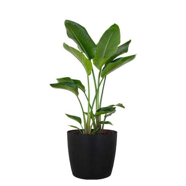  White Bird of Paradise Plant Live Indoor Outdoor Plant in 10 in. Premium Ecopots Dark Gray