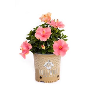 2 Gal. Hollywood First Lady Pink Flower Annual Hibiscus Plant