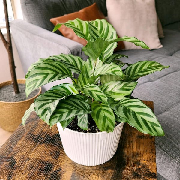 tiered plant stands indoor Three Tiered Plant Stand