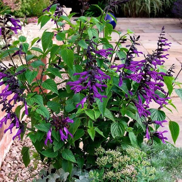 Southern Living Plant Collection 2 Gal. Amistad Salvia, Live Blooming Perennial Plant, Velvet-Purple Blooms