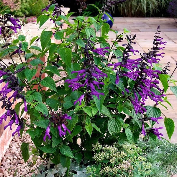 Southern Living Plant Collection 2.5 Qt. Amistad Salvia, Live Blooming Perennial Plant, Velvet-Purple Blooms