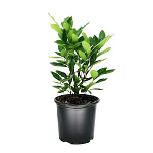 NATURE'S WAY FARMS Jasmine Asian Snow Live Outdoor Plant in