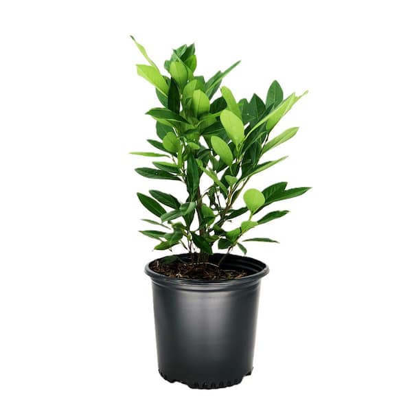 Unbranded 2.25 Gal. Schip Laurel Evergreen Shrub Prunus l. 'Schipkaensis' with Green Foliage and Fragrant White Flowers (1 each)