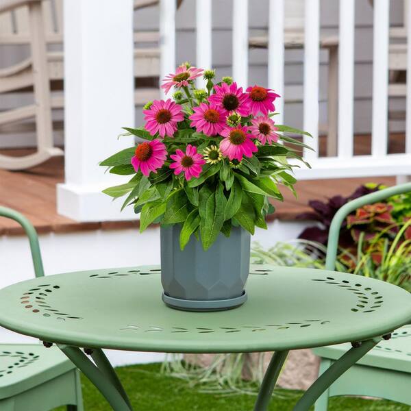 Vigoro 2 QT Echinacea Coneflower 'SunSeekers Magenta' Red