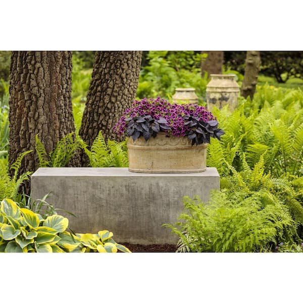 PROVEN WINNERS 4.25 in. Eco+Grande, Superbells Blackcurrant Punch