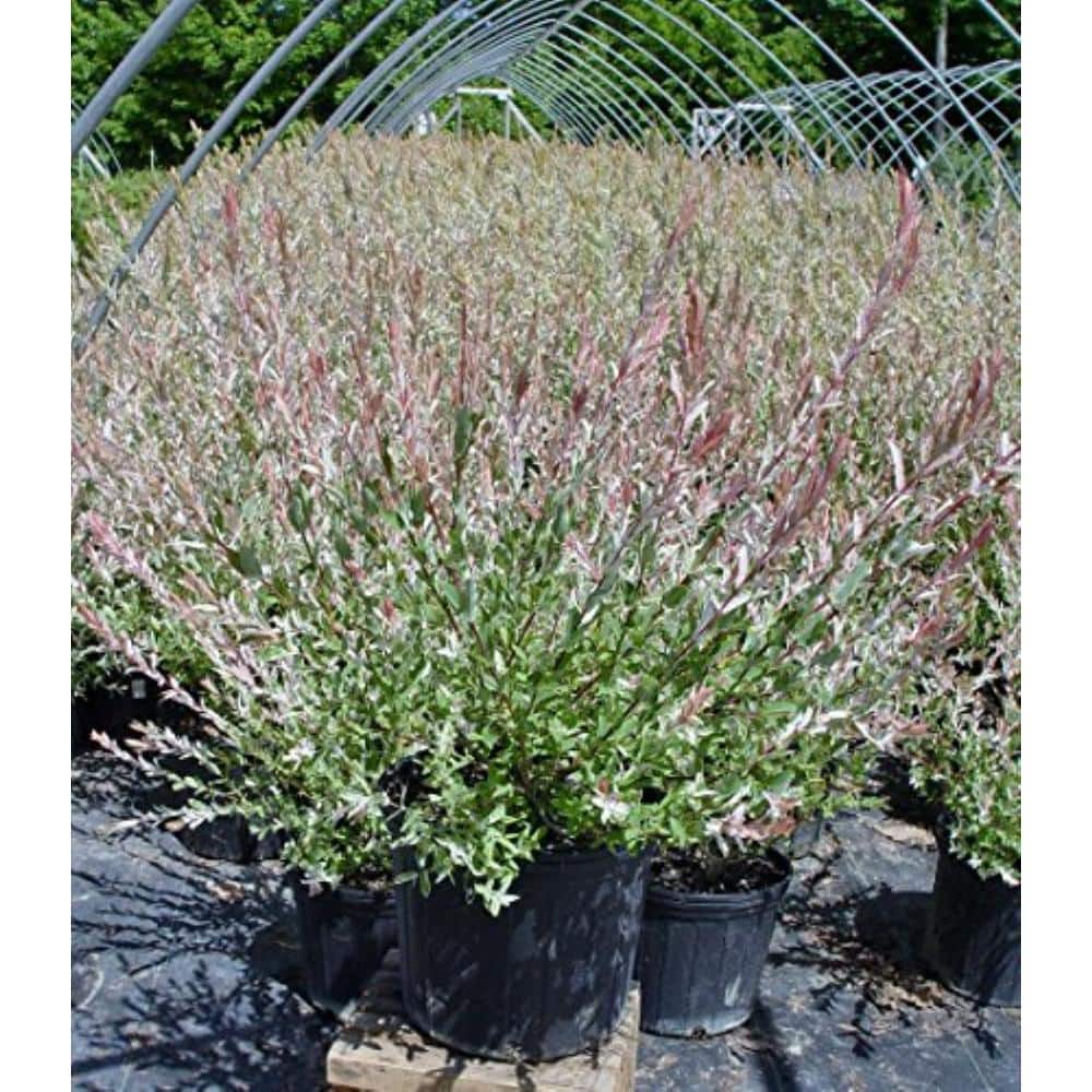 3 Gal. Japanese Willow Shrub, Live Plant with Variegated Foliage, Zone 4-8 (1-Pack) price history on PriceWatchPro