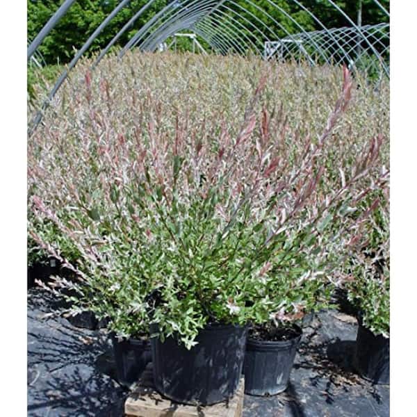 Green Promise Farms 3 Gal. Japanese Willow Shrub, Live Plant with Variegated Foliage, Zone 4-8 (1-Pack)