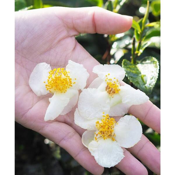 White Tea Flowers