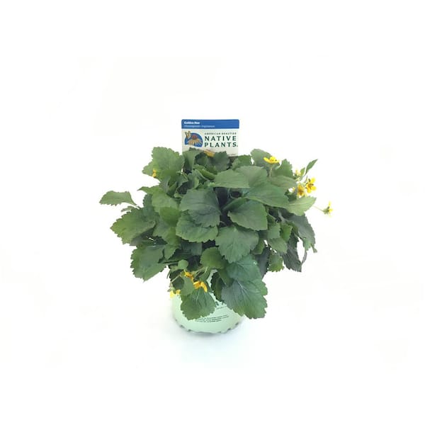 Green and Gold Plants for Sale Online