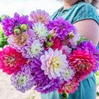 Morning Sky Dahlia Blend Dormant Flowering Bare Root Bulbs (5-Pack)
