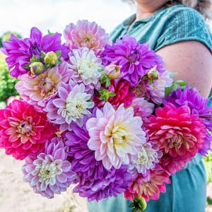 Morning Sky Dahlia Blend Dormant Flowering Bare Root Bulbs (5-Pack)