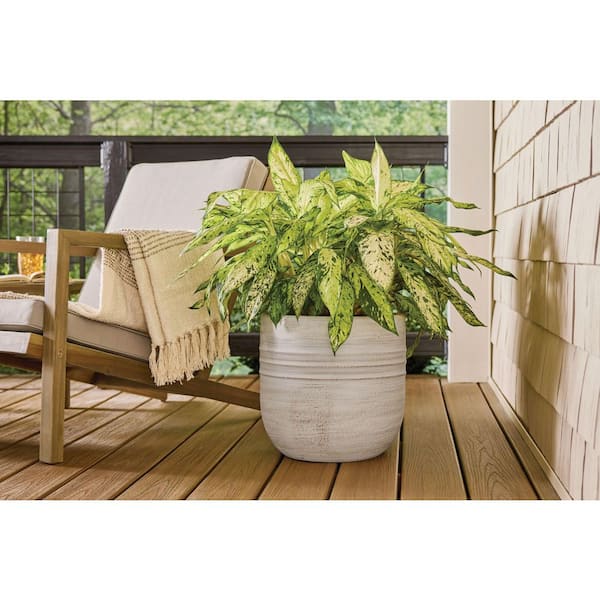モダンかわいい14 Vigoro Tucker Medium Gray Ceramic Round Decorative Planter (14 in