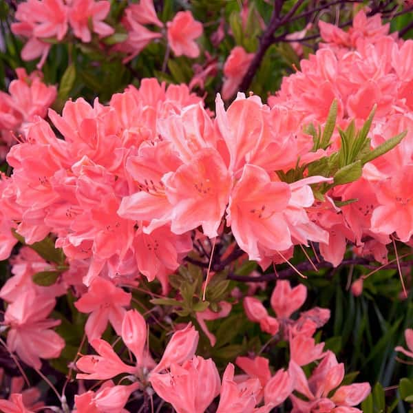 national PLANT NETWORK 2.5 Quart Azalea 'Blaauw's Pink' Flowering Shrub with Pink Flowers