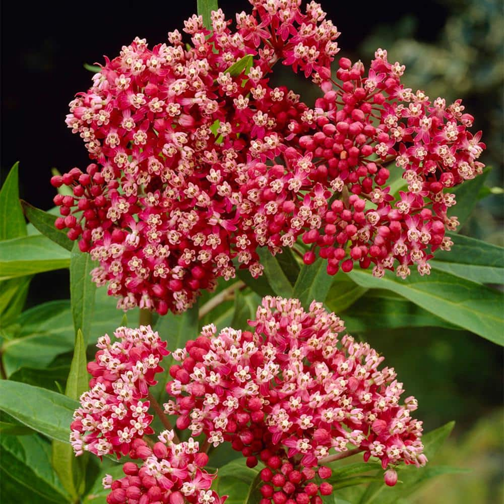 VAN ZYVERDEN Asclepias Incarnata Pink Support The Monarchs (Set of 3 ...