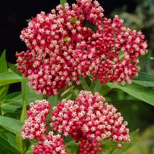 Asclepias Incarnata Pink Support The Monarchs (Set of 3 Roots)