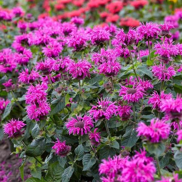 Purple Flowering Bee Balm Monarda Perennial Starter Plant (1-Pack)
