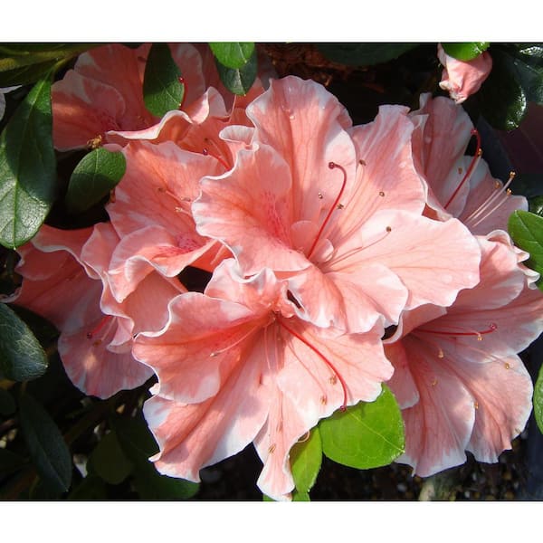 ENCORE AZALEA 1 Gal. Autumn Sunburst Shrub with Bicolor ENCORE AZALEA 1 Gal. Autumn Sunburst Shrub with Bicolor