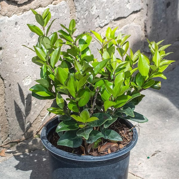 Altman Plants 1Gal Ligustrum Japonicum Live Plant Pot