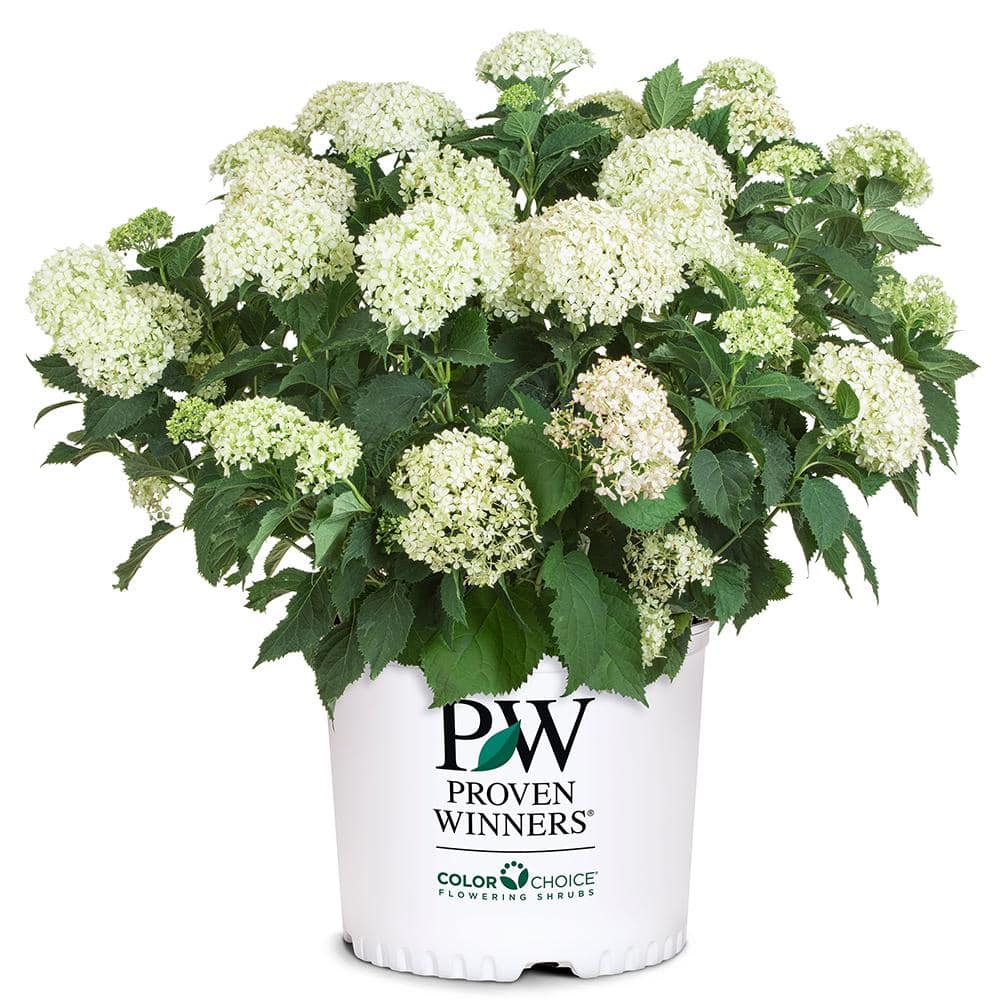 PROVEN WINNERS 2 Gal. Invincibelle Limetta Hydrangea Shrub with