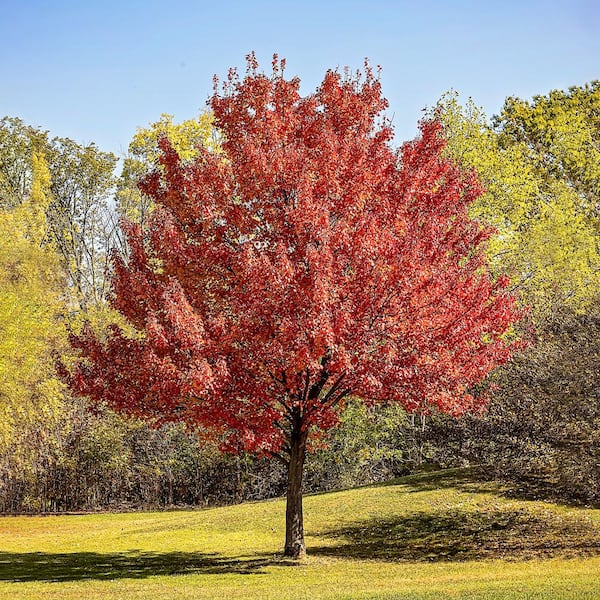 1 Gal. Red Deciduous Maple Tree MAPRED01G - The Home Depot