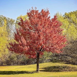 5 Gal. Red Deciduous Maple Tree