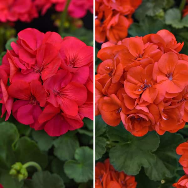 national PLANT NETWORK 4 in. Geranium Solera Collection Annual Plant with Multicolor Flowers (4-Pack)