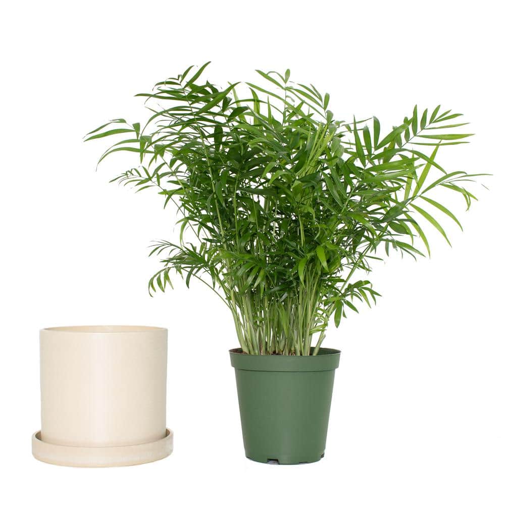 7 in. Cream Ceramic Planter with Parlor Palm Houseplant