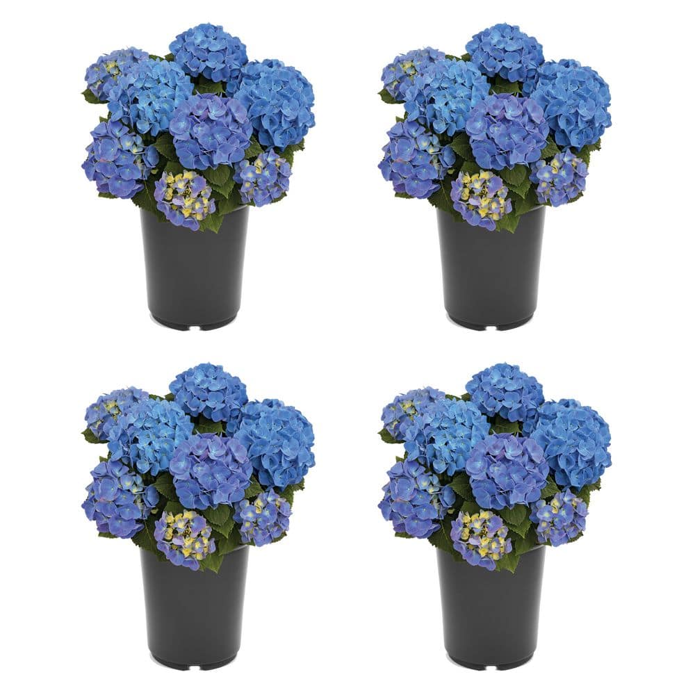 2.5 qt. Hydrangea Macrophylla jip Blue Perennial Plant with Blue Flowers 