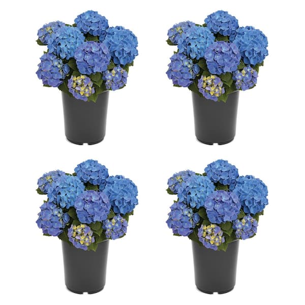 Unbranded 2.5 qt. Hydrangea Macrophylla 'jip Blue' Perennial Plant with Blue Flowers 4-Pack