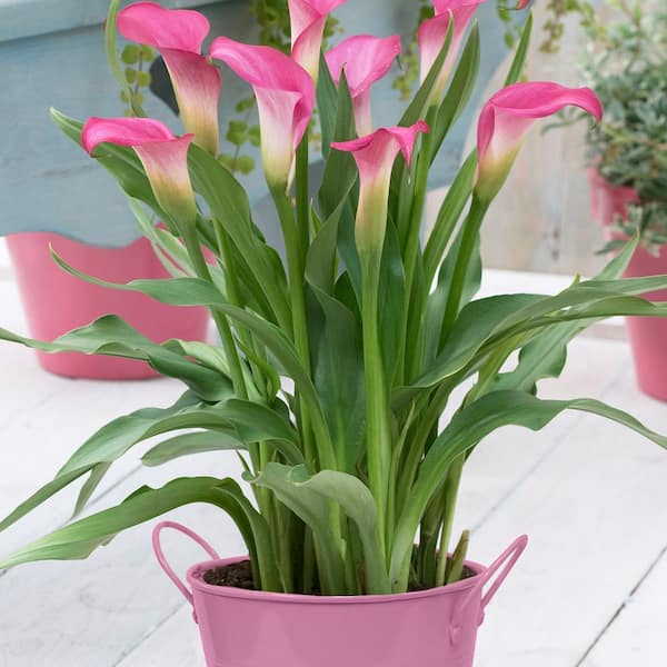 VAN ZYVERDEN Patio Pink Calla With Pink Metal Planter, Soil and Growers Pot