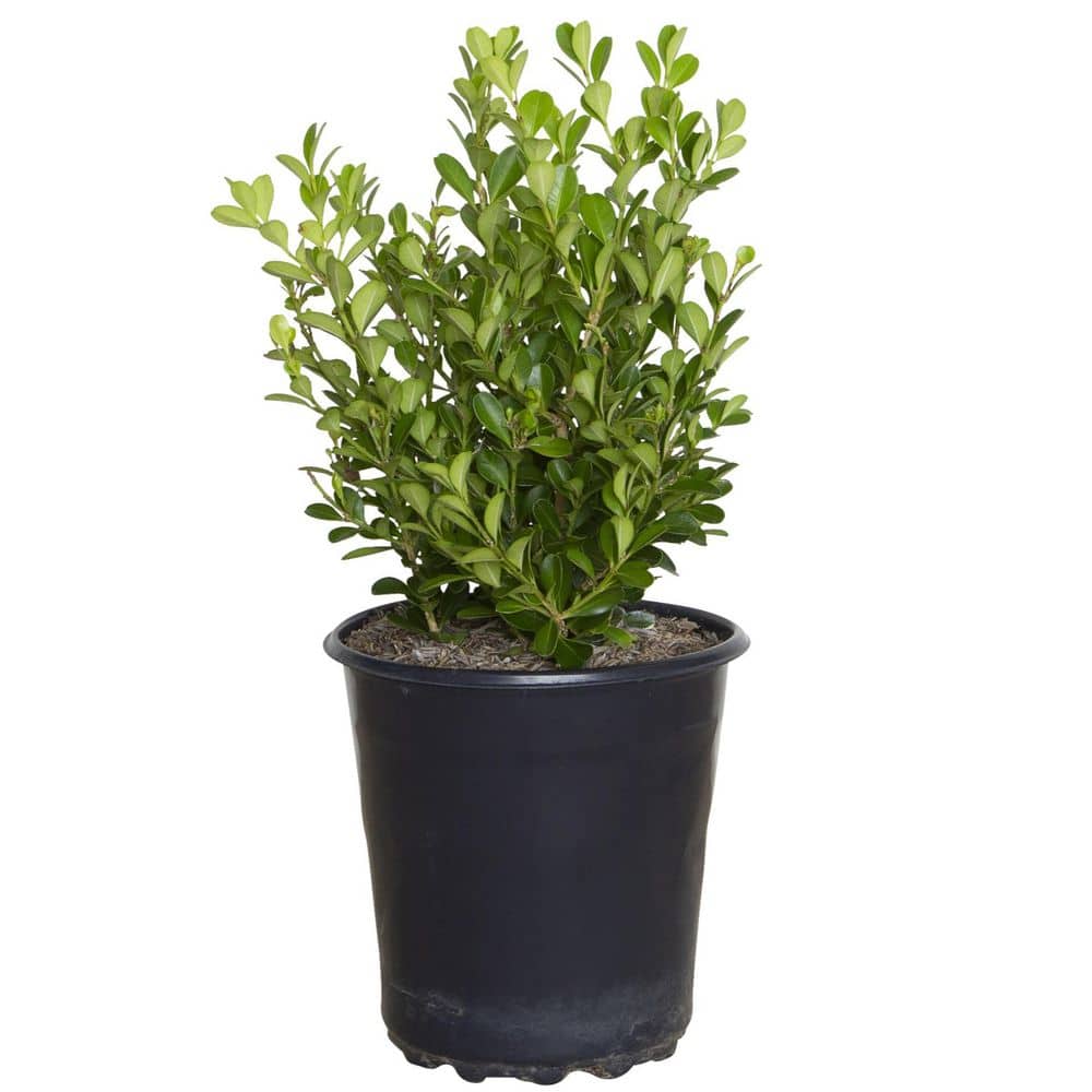 flowerwood-shrubs-bushes-0610q