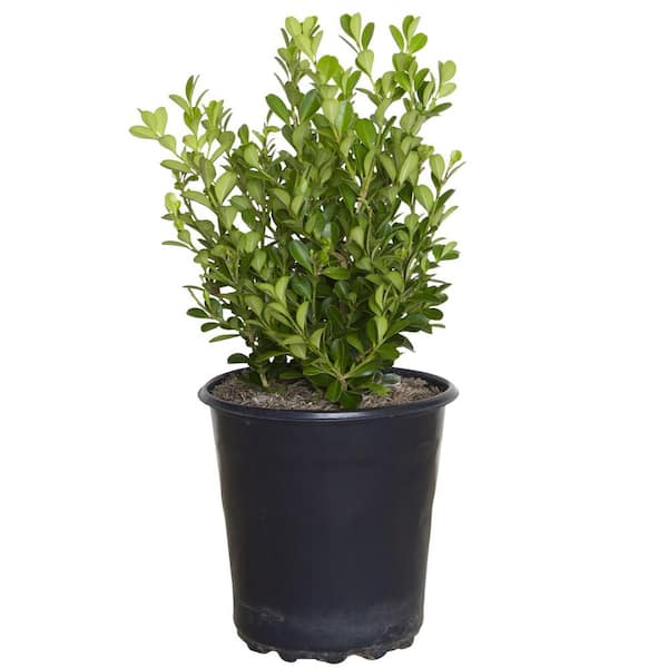 FLOWERWOOD 2.5 qt. Japanese Boxwood Shrub (Buxus Microphylla) Live Evergreen Hedge Plant with Green Deer-Resistant Foliage