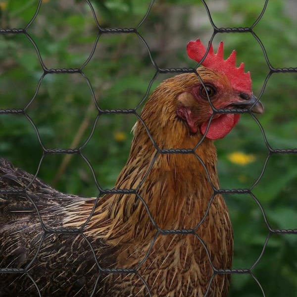 Good Toughness Roll Up Multi-purpose Poultry Fencing Plastic Chicken Wire  Mesh Pet Cage Fence Wire