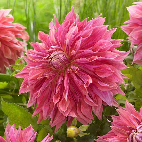 Vigoro Penhill Dark Monarch Dinnerplate Dahlia Flower Bulbs, Bare Roots (Bag of 4)