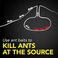 Ant Baits III, 0.24 oz. (8 Ct)